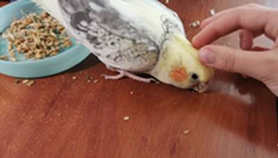 where do cockatiels like to be touched