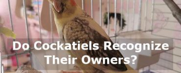 do cockatiels recognize their owners
