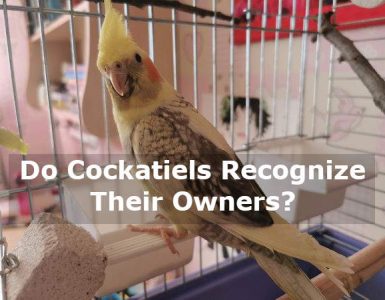 do cockatiels recognize their owners