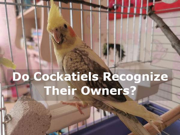 do cockatiels recognize their owners