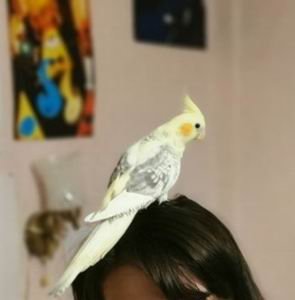 Do Cockatiels Recognize Their Owners?