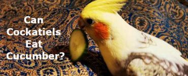 can cockatiels eat cucumber