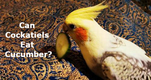 can cockatiels eat cucumber