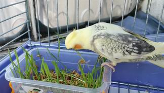 fruit and veg for cockatiel