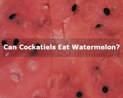 can cockatiels eat watermelon