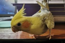 Can Cockatiels Eat Watermelon? | Cockatiel Review