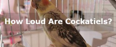 how loud are cockatiels