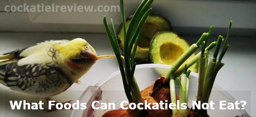 what foods can cockatiels not eat