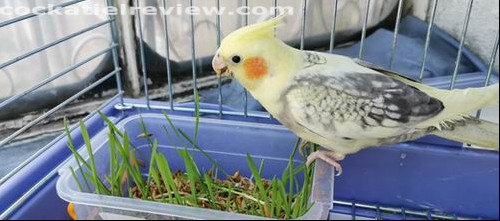 what fruit and veg can cockatiels eat
