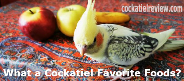 cockatiel favorite foods