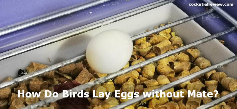 how do birds lay eggs without mate