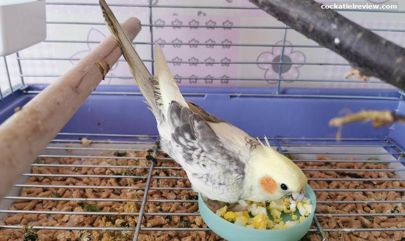can cockatiel eggs hatch without a male