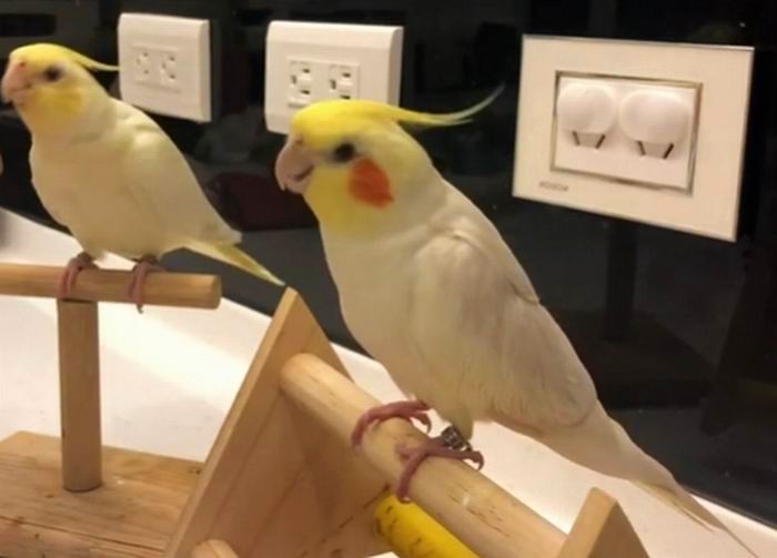 cockatiel laying eggs without male