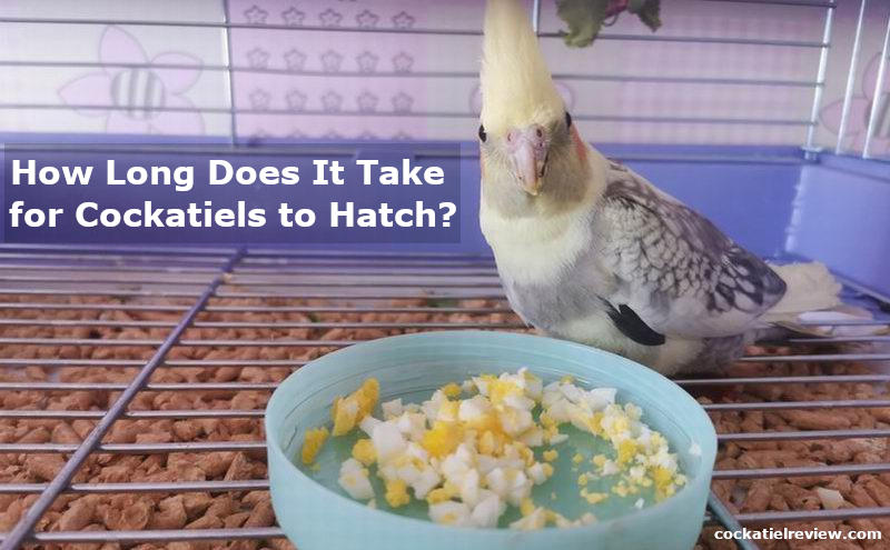 how long does it take for cockatiel eggs to hatch