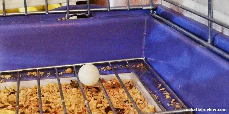 why do cockatiels not sit on their eggs