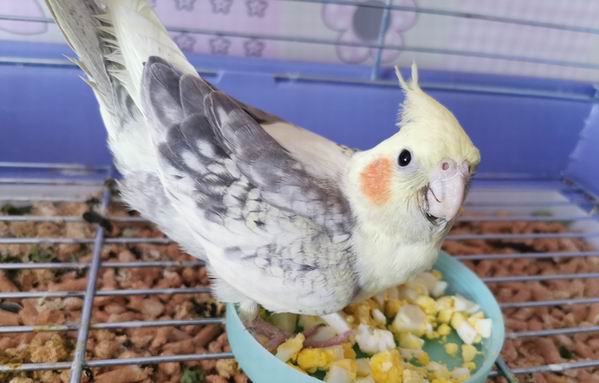 is cockatiel good pet