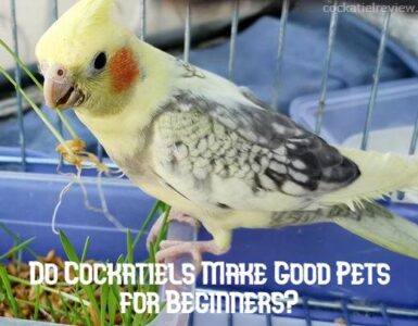 do cockatiels make good pets