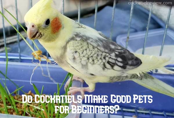 do cockatiels make good pets