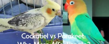 cockatiel vs parakeet