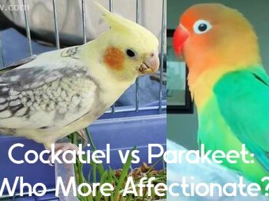 cockatiel vs parakeet