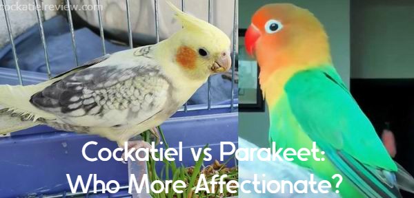 cockatiel vs parakeet