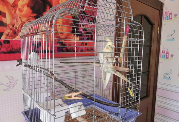 how large should a cockatiel cage be