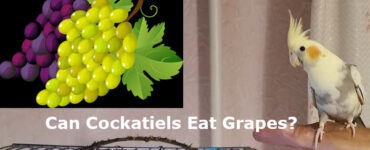 can cockatiels eat grapes