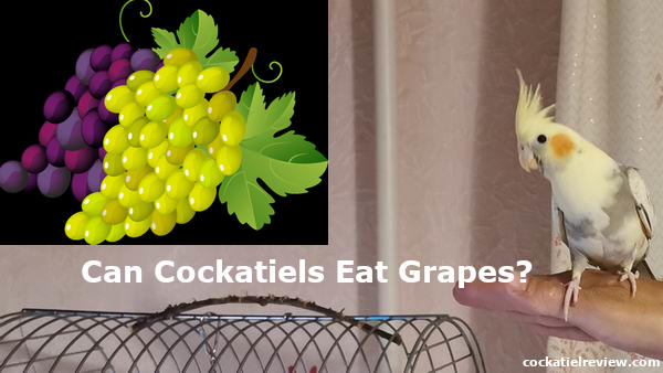 can cockatiels eat grapes