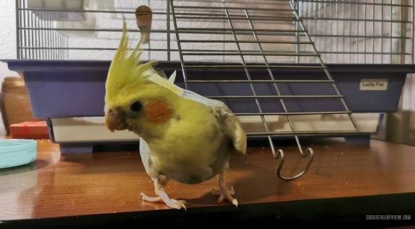 how long can cockatiels live in captivity