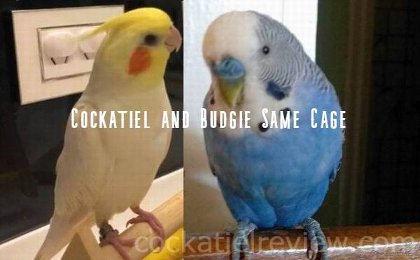 cockatiel and budgie same cage