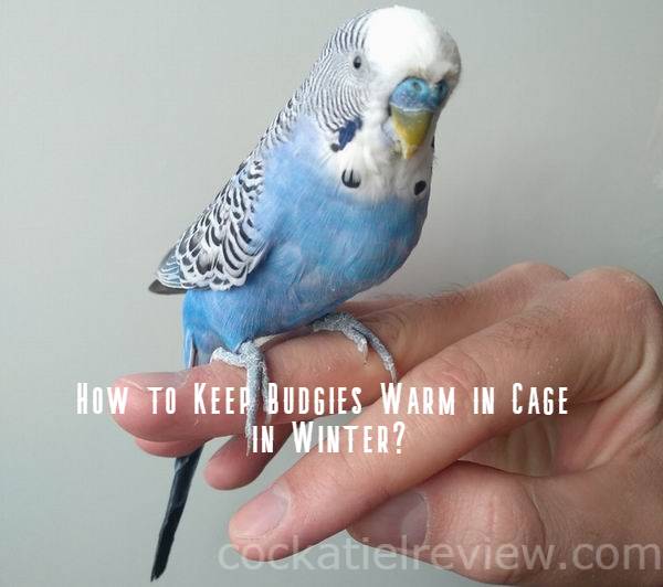how to keep budgies warm in winter