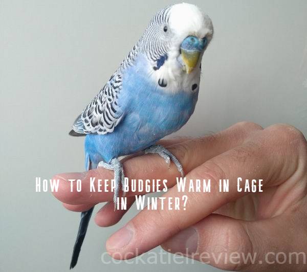 how-to-keep-budgies-warm-in-winter-cockatiel-review