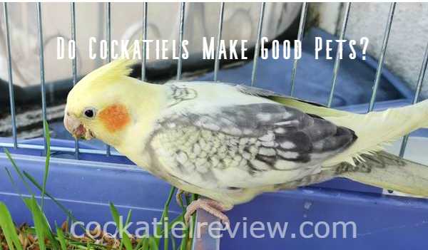 are cockatiels easy pets