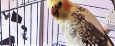 how to clean bird cage