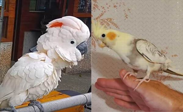 can cockatiels and cockatoos live together
