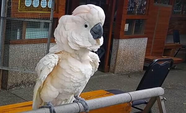 how big is a cockatoo bird