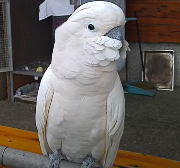 umbrella cockatoo lifespan