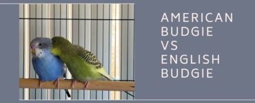 american budgie vs english budgie