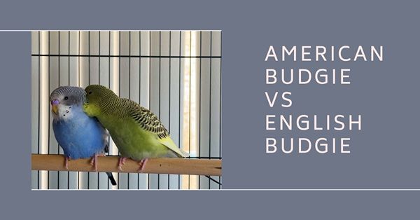 american budgie vs english budgie