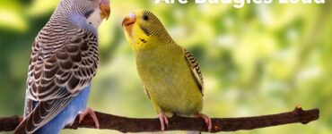 are budgies loud