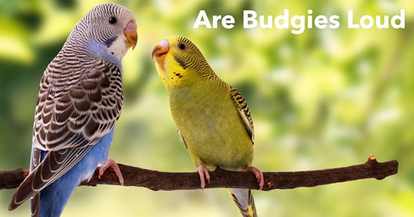 are budgies loud