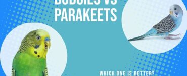 budgies vs parakeets