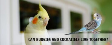 can budgies and cockatiels live together