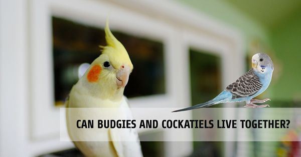 can budgies and cockatiels live together