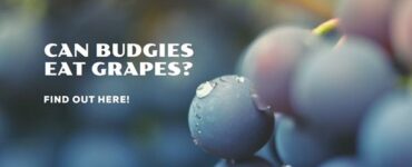 can budgies eat grapes