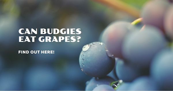 can budgies eat grapes