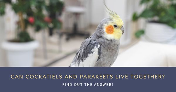 can cockatiels and parakeets live together