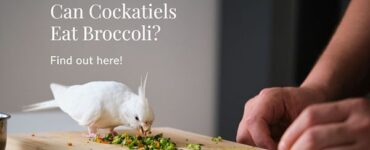 can cockatiels eat broccoli