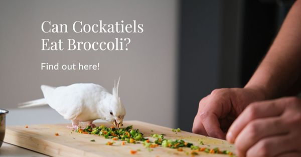 can cockatiels eat broccoli