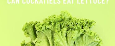 can cockatiels eat lettuce